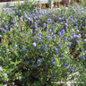 Ceanothus 'Italian Skies' - 1.2m Trellis