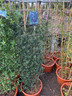 Ceanothus 'Italian Skies' - 1.5m Trellis (20L)