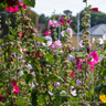 Hollyhock / Alcea  - mixed