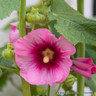 Hollyhock / Alcea  - mixed