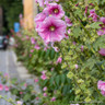 Hollyhock / Alcea  - mixed