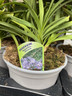 Agapanthus 'Africanus'