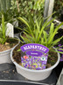 Agapanthus 'Jacaranda'