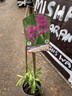 Lathyrus lat. Red  (perennial sweet pea)