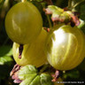 Gooseberry 'Hinnonmaki Yellow' (potted)