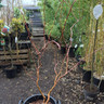 Salix 'Erythroflexuosa' (Contorted Willow) - 100/120cm