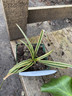 Carex morrowii 'Vanilla Ice' (Grass)