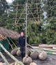 Pleached Lime Tree 14/16cm girth, 2m stem (Tilia europaea 'Pallida')