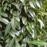 Prunus laur. 'Genolia' (Cherry Laurel) 100-125cm