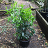 Prunus laur. 'Genolia' (Cherry Laurel) 100-125cm