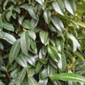 Prunus laur. 'Genolia' (Cherry Laurel) 175-200cm