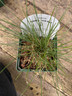 Festuca glauca 'Elijah Blue' (Grass) - 9cm