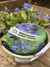 Omphalodes 'Cherry Ingram'- 2ltr