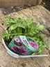 Papaver ori. 'Patty's Plum' (Poppy) 1ltr