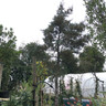 Cupressus arizonica 'Fastigiata Glauca' - 200/250cm standard