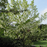 Davidia involucrata