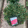 Rhododendron 'Winsome' - 20L