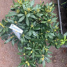 Rhododendron 'Madame Masson- 20L