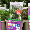 Lupinus Westcountry 'Polar Princess'-3L