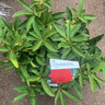 Rhododendron 'Markeeta's Prize'- 10L