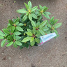 Rhododendron 'Kokardia' - 10L