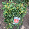 Rhododendron 'Virginia Richards' - 20L