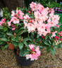 Rhododendron 'Virginia Richards' - 20L