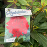 Rhododendron 'Leo' - 10L