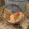 Wicker chicken basket - L