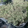 Thyme vul.  Silver Queen