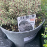 Thyme vul.  Silver Queen