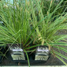 Carex 'Evercream' - Grass