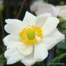 Anemone 'Andrea Atkinson' - 2ltr pot