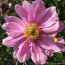 Anemone 'Pamina' - 2ltr pot