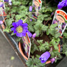 Anemone blanda 'Blue Shades'