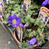 Anemone blanda 'Blue Shades'