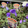 Anemone blanda 'Blue Shades'