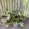 Ajuga reptans 'Braunherz'
