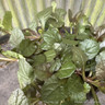 Ajuga reptans 'Braunherz'