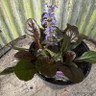 Ajuga reptans 'Braunherz'