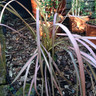 Phormium 'Rainbow Maiden' 3ltr pot