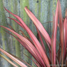 Phormium 'Rainbow Maiden' 3ltr pot