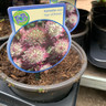 Astrantia 'Star of Beauty' 3L