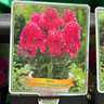 Phlox pan. 'Grenadine Dream' (p11)