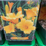 Hemerocalis 'Stella de Oro' (p11)