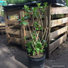 Hydrangea macrophylla 'Red Baron' - 10ltr