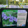 Phlox 'Blue Ridge' - 1ltr