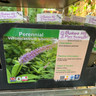 Veronicastrum sibiricum - 1ltr