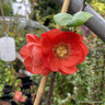Chaenomeles 'Mango Storm' - 3ltr