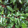 Pleached Portuguese Laurel (Prunus lus. 'Angustifolia') 14/16cm girth